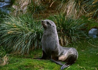 South Georgia Island Southern Fur Seal Poster Print by Charles Sleicher