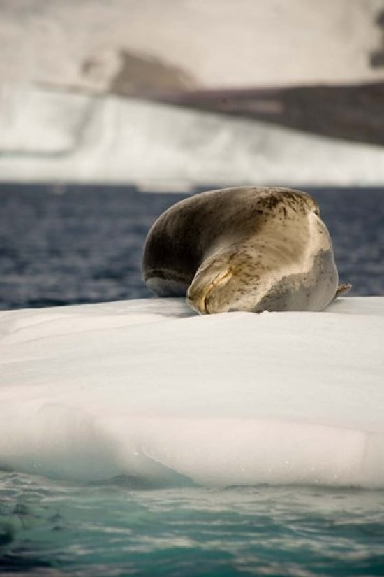 Leopard seal adrift on ice flow poster print by Dave Bartruff