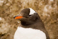 Fledgling Gentoo Penguin Poster Print by Dave Bartruff