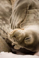Sleepy Weddell Seal Poster Print by Dave Bartruff showcasing tranquil Antarctic beauty.