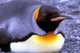 Penguin Poster Print featuring a Sub-Antarctic penguin from South Georgia Island by Gavriel Jecan.