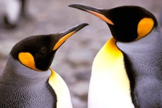 Two Penguins on South Georgia Island Poster Print by Gavriel Jecan