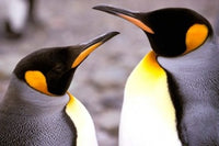 Two Penguins on South Georgia Island Poster Print by Gavriel Jecan