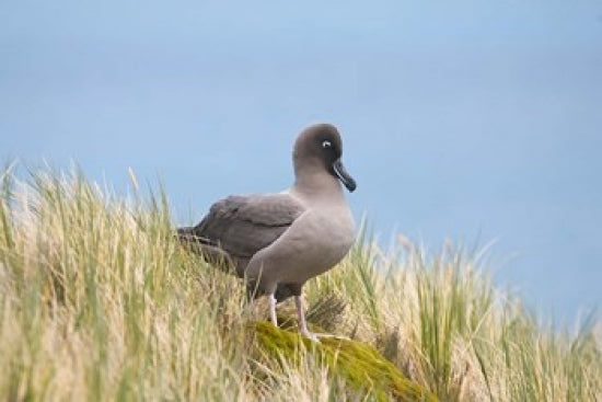Light-Mantled Sooty Albatross Poster Print by Hugh Rose