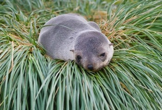 Antarctic Fur Seal at Hercules Bay Poster Print by Keren Su