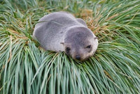 Antarctic Fur Seal at Hercules Bay Poster Print by Keren Su