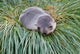 Antarctic Fur Seal at Hercules Bay Poster Print by Keren Su