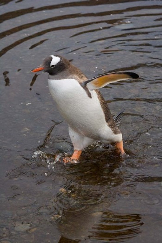 Gentoo Penguin Poster Print from Hercules Bay, South Georgia, Antarctica by Keren Su.
