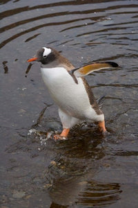 Gentoo Penguin Poster Print from Hercules Bay, South Georgia, Antarctica by Keren Su.