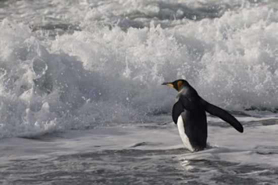 King Penguin in the Surf Art Print by Keren Su, showcasing the beauty of Antarctica.