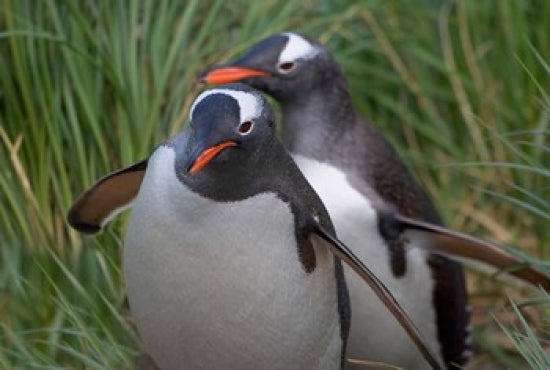 Gentoo Penguin in the grass, South Georgia Antarctica Poster Print by Keren Su
