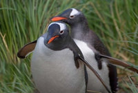 Gentoo Penguin in the grass, South Georgia Antarctica Poster Print by Keren Su