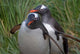 Gentoo Penguin in the Grass Cooper Baby Poster Print by Keren Su