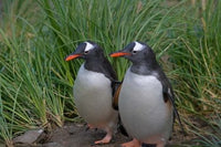 Gentoo Penguin poster print by Keren Su featuring stunning Antarctic wildlife.