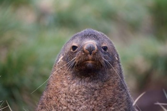 Antarctic Fur Seal Cooper Baby Poster Print by Keren Su