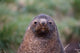 Antarctic Fur Seal Cooper Baby Poster Print by Keren Su