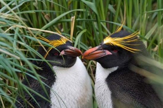 Macaroni Penguin poster print by Keren Su featuring Antarctic scenery.