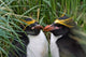Macaroni Penguin poster print by Keren Su featuring Antarctic scenery.