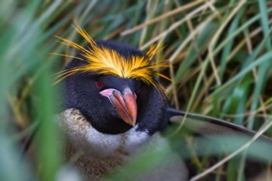 Macaroni Penguin in the Grass art print by Keren Su, showcasing the beauty of wildlife in South Georgia, Antarctica.