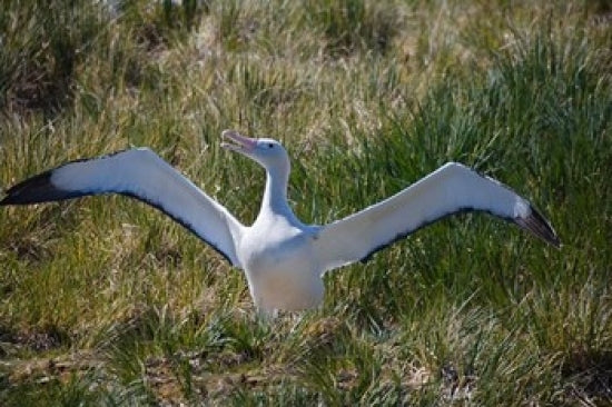 Snowy Wandering Albatross bird poster print by Keren Su, showcasing the beauty of Antarctica.