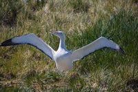 Snowy Wandering Albatross bird poster print by Keren Su, showcasing the beauty of Antarctica.