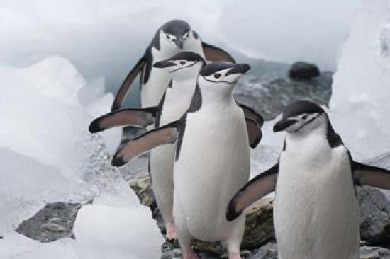 Four Chinstrap Penguins Poster Print by Keren Su, showcasing the beauty of Antarctic wildlife.