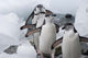 Four Chinstrap Penguins Poster Print by Keren Su, showcasing the beauty of Antarctic wildlife.