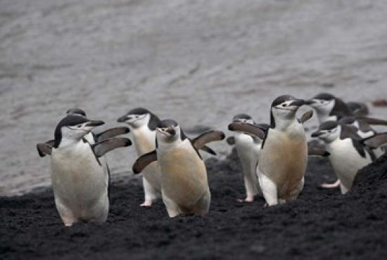 Chinstrap Penguin on Deception Island poster print by Keren Su