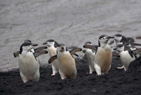 Chinstrap Penguin on Deception Island poster print by Keren Su