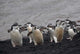 Chinstrap Penguin on Deception Island poster print by Keren Su