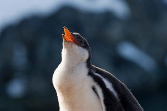 Gentoo Penguin Chick Poster Print by Keren Su, showcasing a young Gentoo penguin in Antarctica.