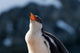 Gentoo Penguin Chick Poster Print by Keren Su, showcasing a young Gentoo penguin in Antarctica.