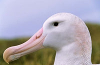 Wandering Albatross bird on iceberg artwork poster print by Martin Zwick.