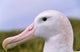 Wandering Albatross bird on iceberg artwork poster print by Martin Zwick.
