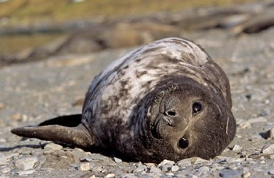 Southern Elephant Seal portrait poster print by Martin Zwick, showcasing wildlife art.