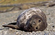 Southern Elephant Seal portrait poster print by Martin Zwick, showcasing wildlife art.