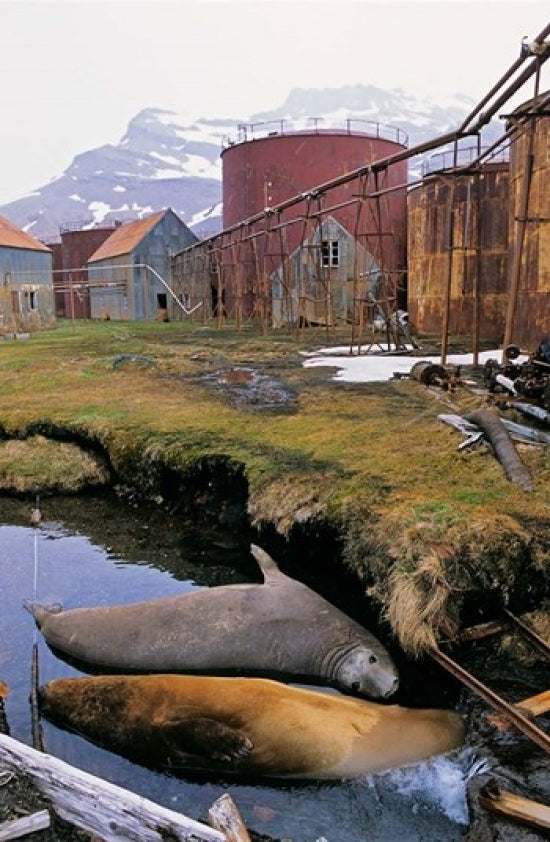 Southern Elephant Seal in ruins of old whaling station poster print by Martin Zwick