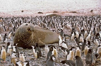 Southern Elephant Seal big bull with chinstrap penguins wildlife poster print by Martin Zwick.