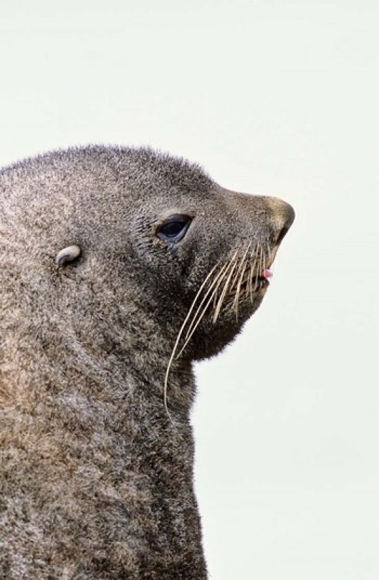 Close-up poster print of Antarctic Fur Seal by Martin Zwick