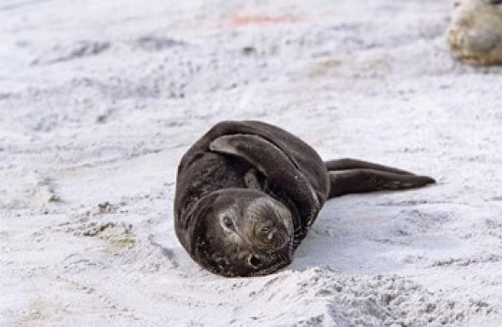 Southern Elephant Seal resting on whale vertebrae poster print by Martin Zwick.