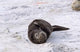 Southern Elephant Seal resting on whale vertebrae poster print by Martin Zwick.