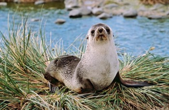 Portrait of Young Bull Kerguelen Fur Seal Poster Print by Martin Zwick
