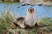 Portrait of Young Bull Kerguelen Fur Seal Poster Print by Martin Zwick