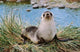 Portrait of Young Bull Kerguelen Fur Seal Poster Print by Martin Zwick