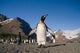 King Penguin poster print from South Georgia Island by Paul Souders.