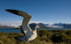 Wandering Albatross bird poster print by Paul Souders