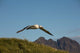 Flying Albatross Poster Print by Paul Souders showcasing a majestic bird in flight.