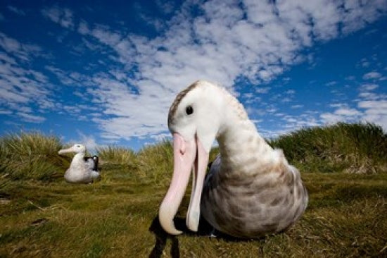 Close-up of Albatross Poster Print by Paul Souders showcasing intricate details.