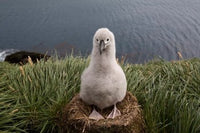 Grayheaded Albatross Chick Poster Print by Paul Souders