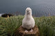 Grayheaded Albatross Chick Poster Print by Paul Souders